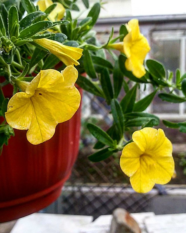 Желтые цветы в дождливый день....очень радуют - Galina Belugina