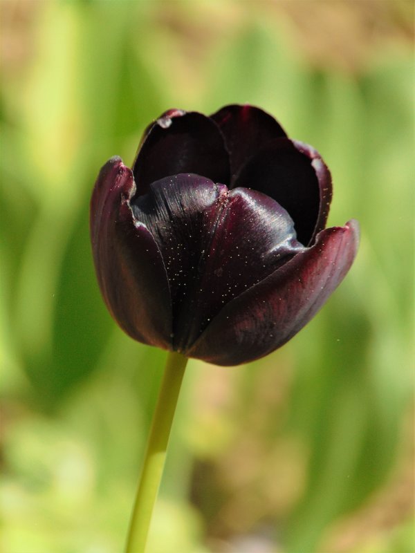 Черный тюльпан - spm62 Baiakhcheva Svetlana