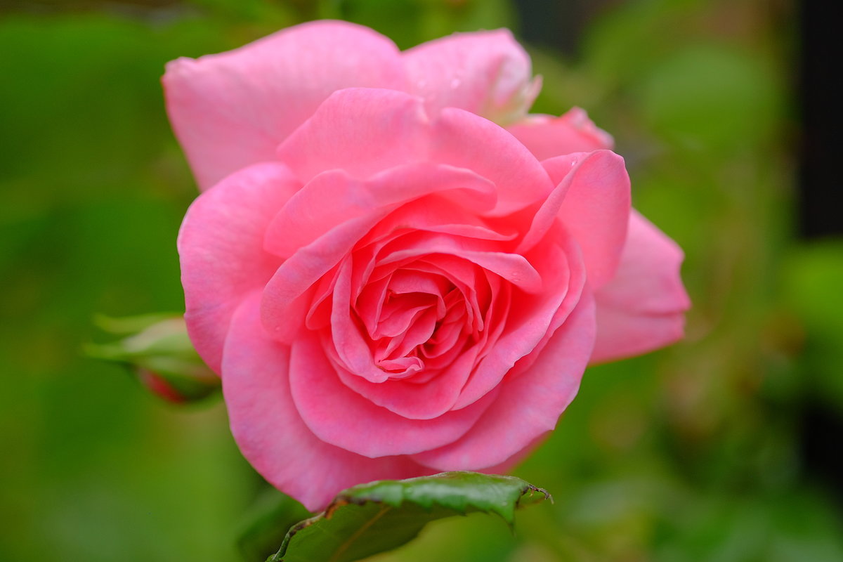 Мистическая красота розы - wea *