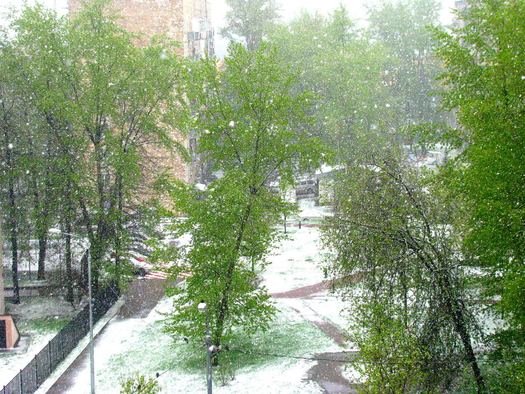 Снегопад в Москве  8 мая 2017г. - Владимир Драгунский