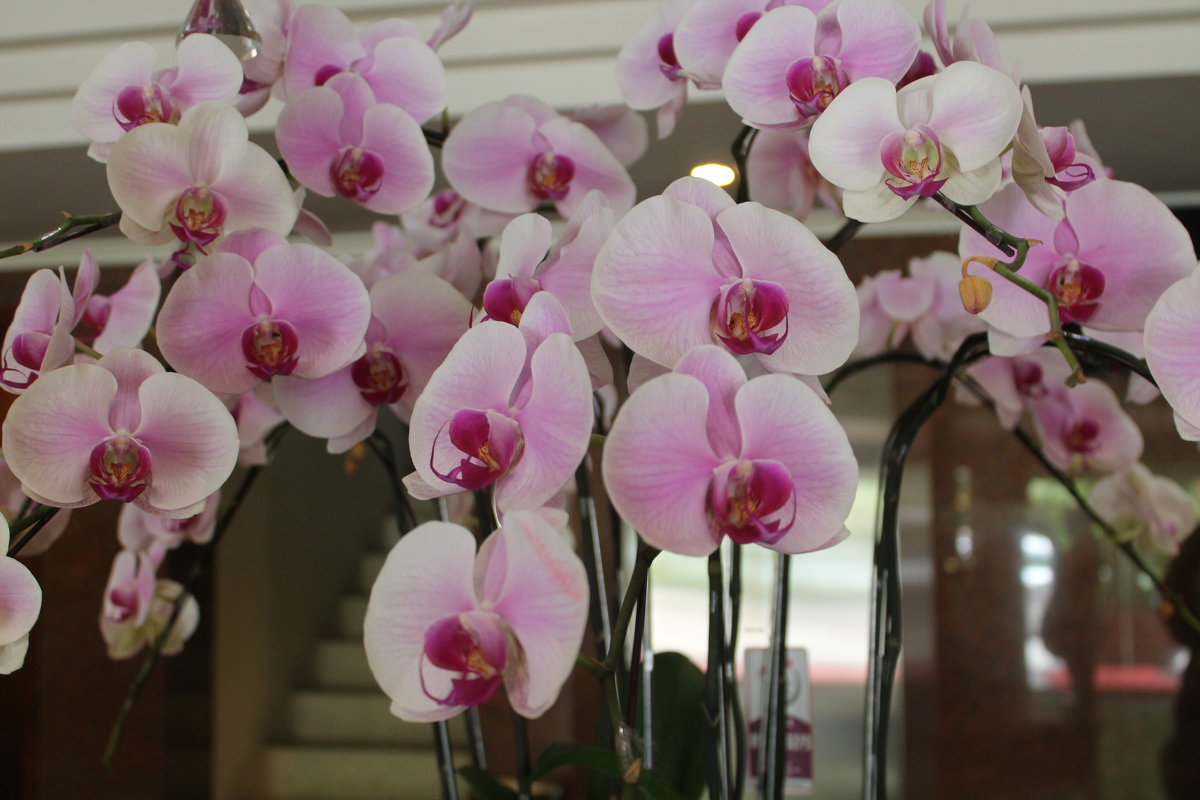 орхидеи - maikl falkon 