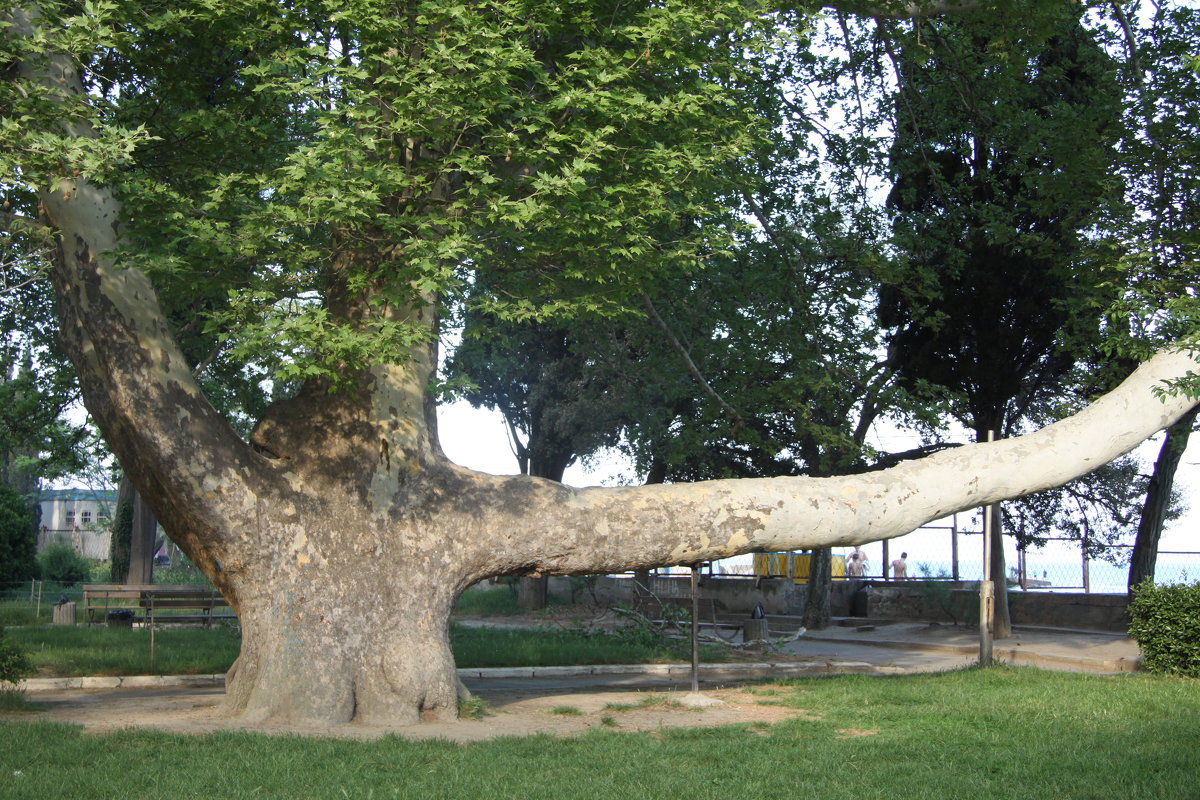 дерево...набережная...г.Алушта - Валерия Тарасова