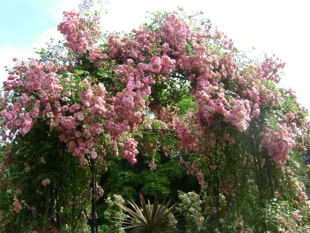 Розовый сад. Англия - Марина Домосилецкая