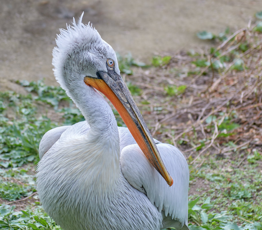 Кудрявый пеликан - олег 
