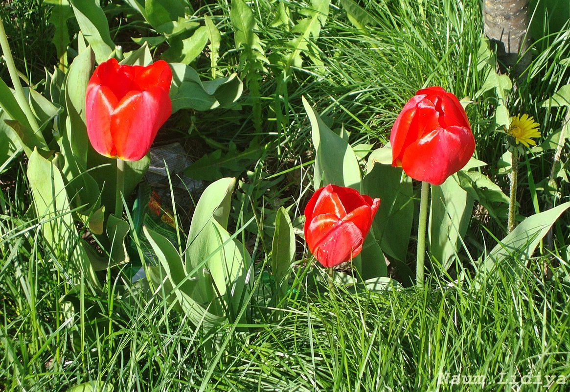 Солнечные тюльпаны - Лидия (naum.lidiya)