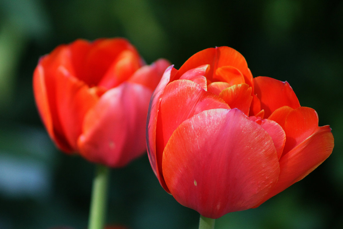 Пора тюльпанов - lady-viola2014 -