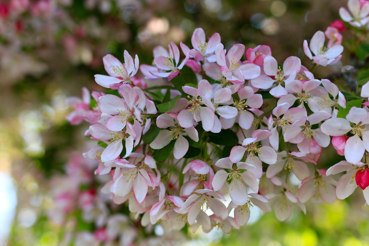 Бело-розовым цветеньем, радует весна. - Ирина ...............