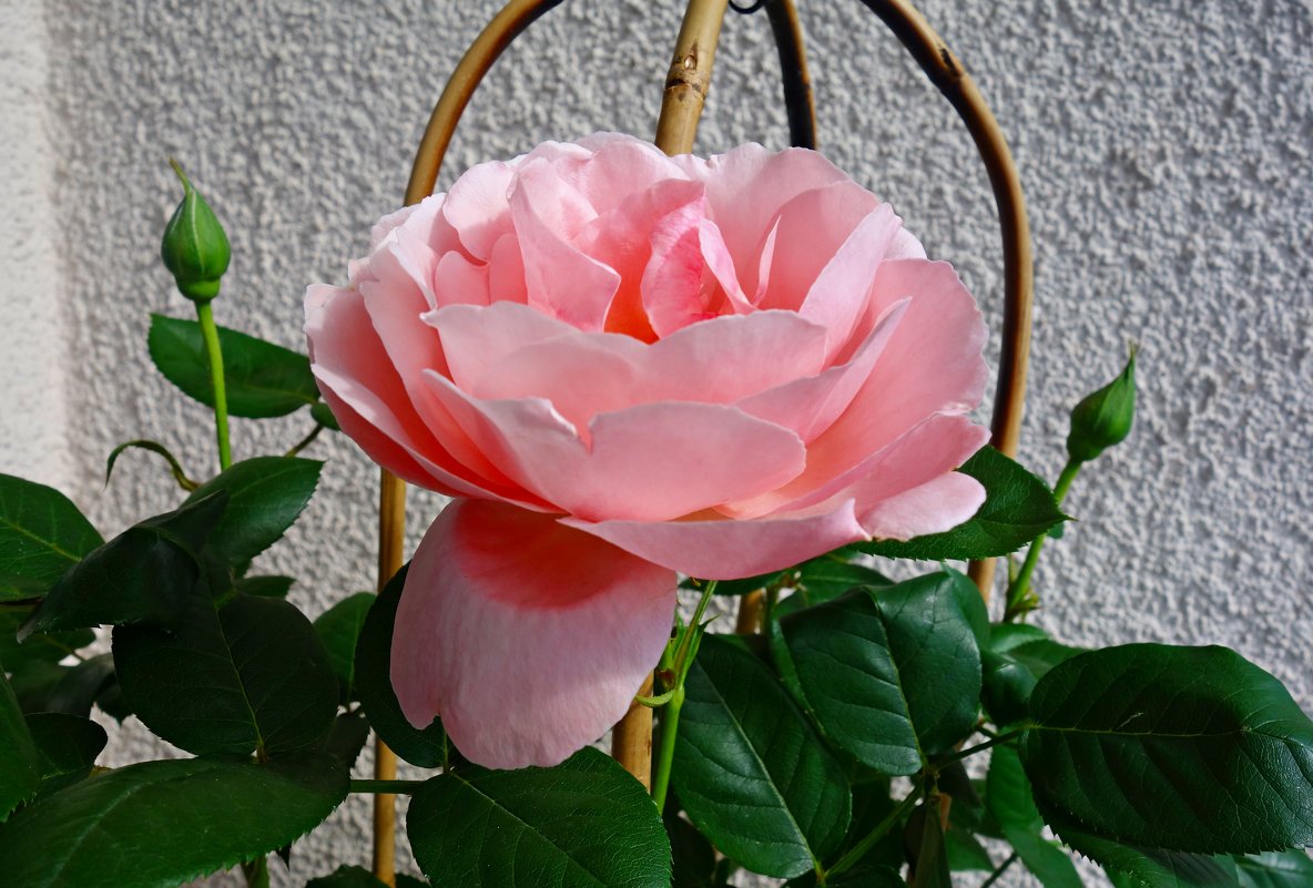 И вновь, зацвели розы на моем балконе!!... - Galina Dzubina