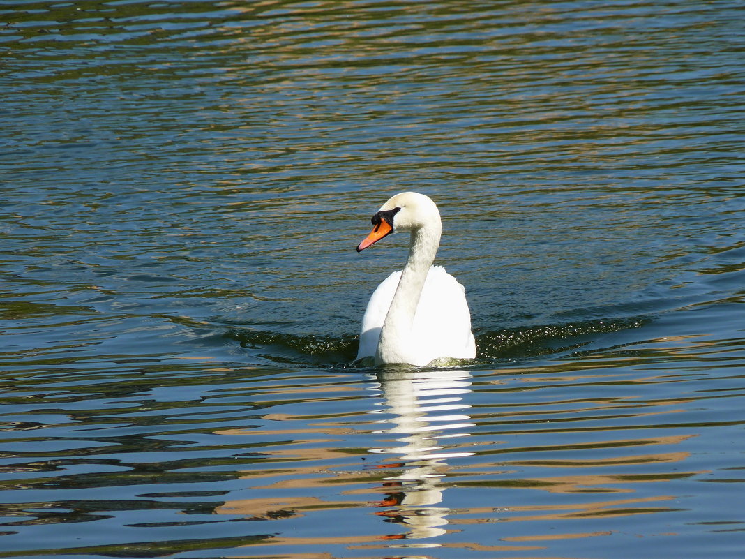 Белый лебедь на пруду.... - Galina Leskova
