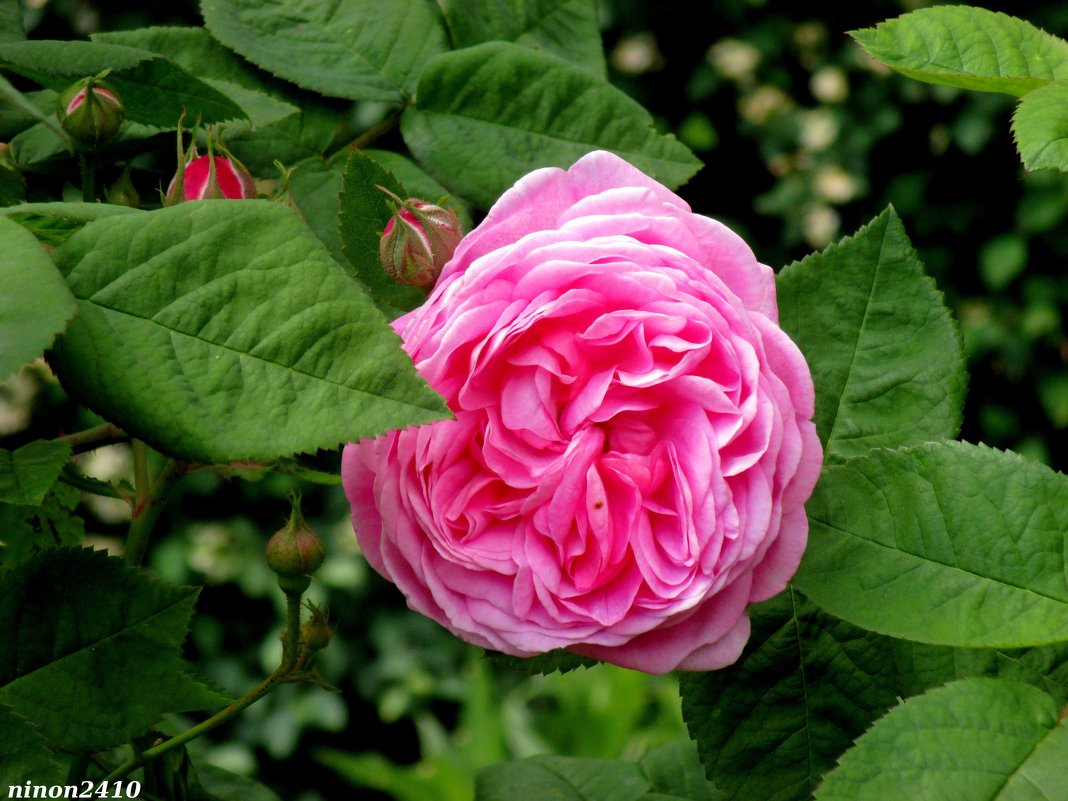 Розовая роза - Нина Бутко