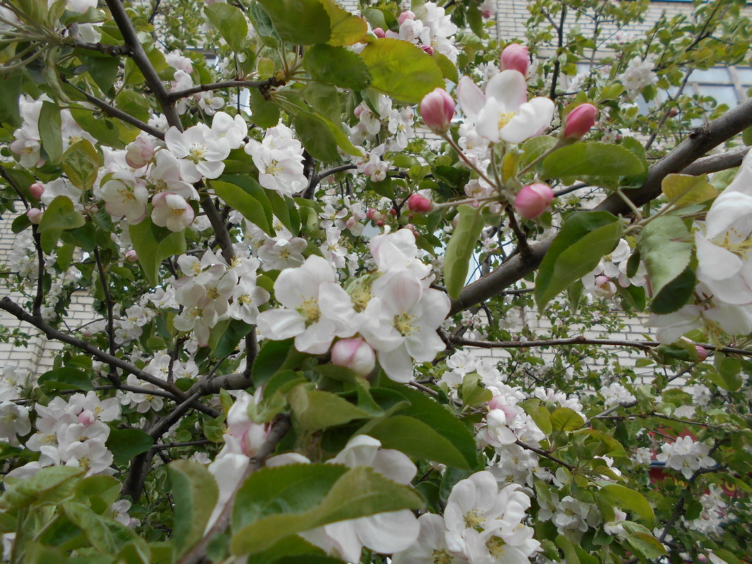 Маленький мир яблоневых цветов - Tarka 