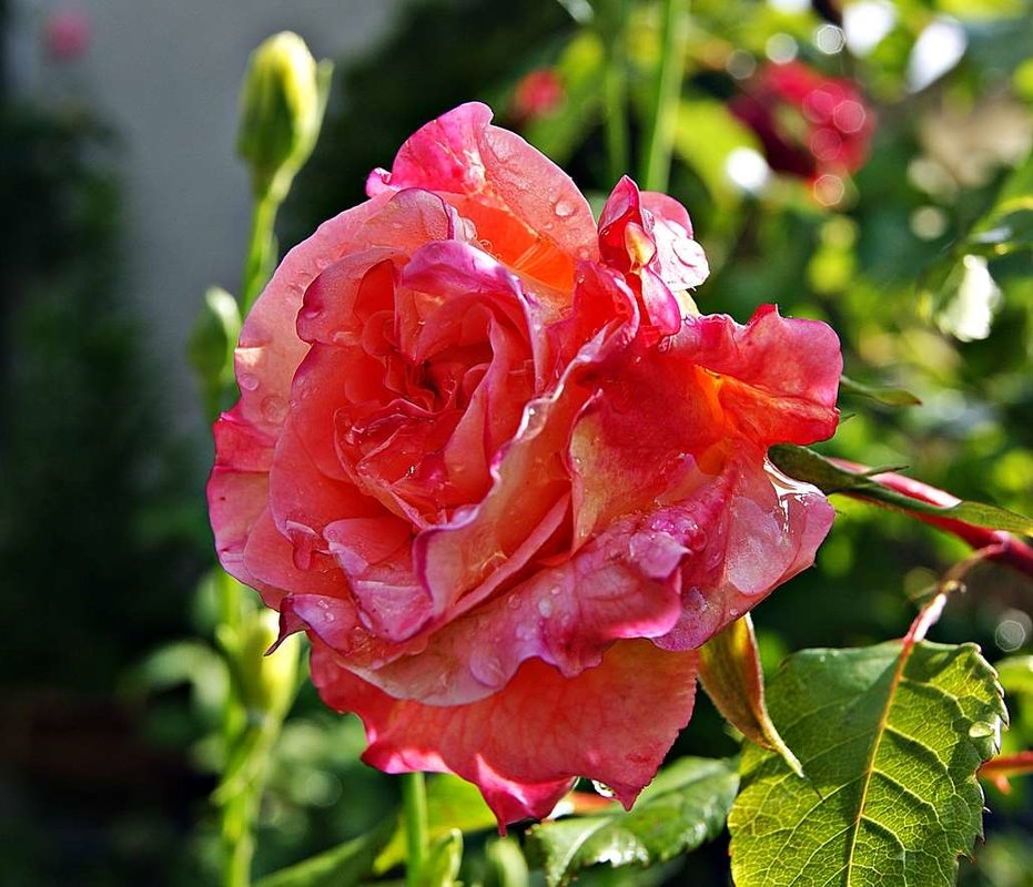 21 мая — Всемирный день роз! - Александр Корчемный