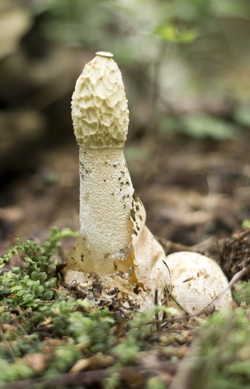 Необычный гриб Весёлка - Юлия Фалей