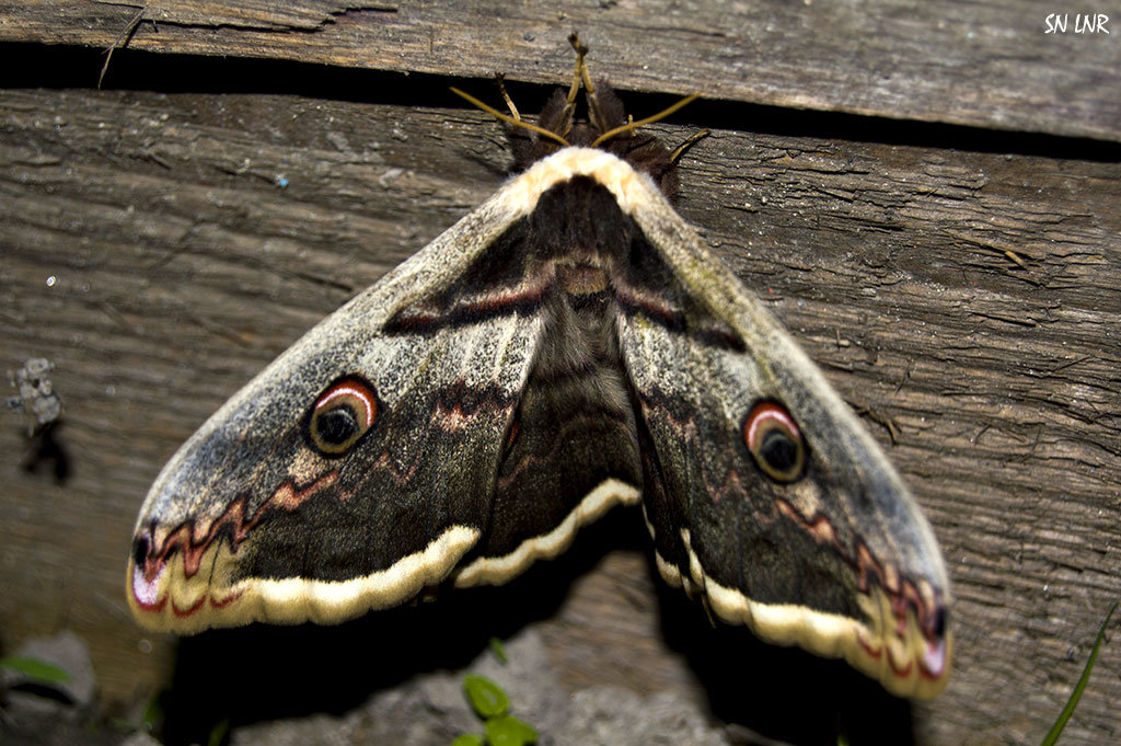 Ночная бабочка Большой ночной павлиний глаз (Saturnia pyri) - наша интересная история - Наталья (ShadeNataly) Мельник