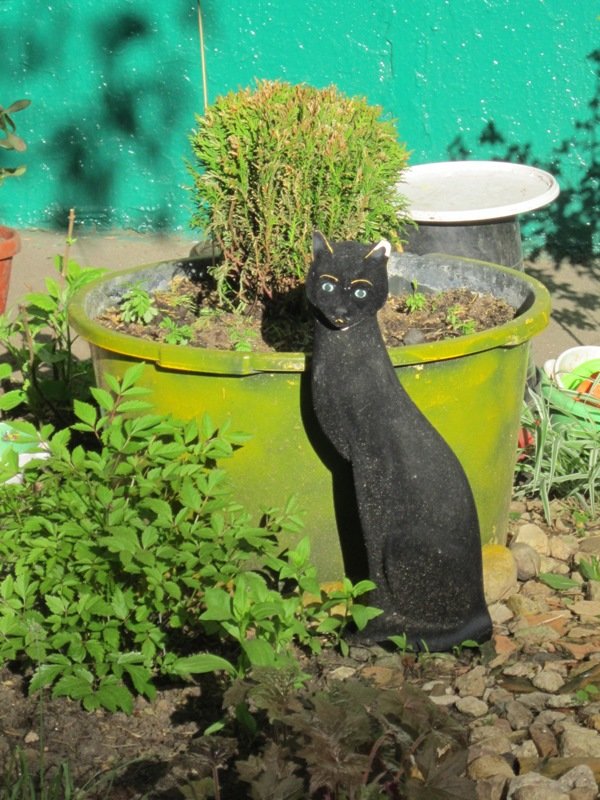 Чёрная кошка - Дмитрий Никитин