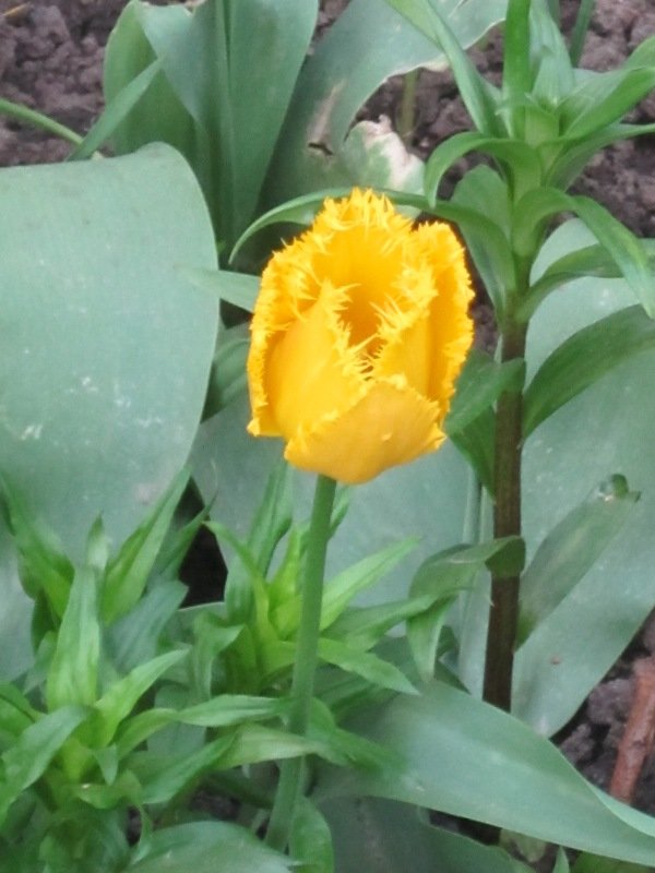 Жёлтый махровый тюльпан - Дмитрий Никитин