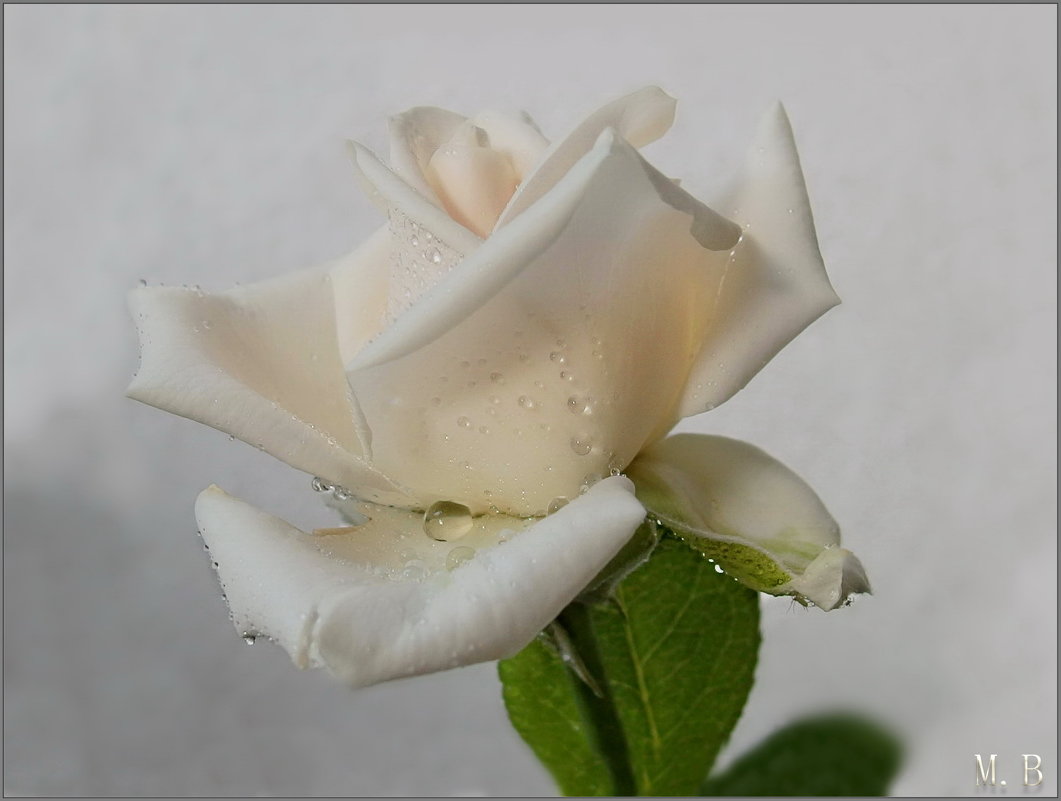 Белая роза...росою умыта... - Людмила Богданова (Скачко)