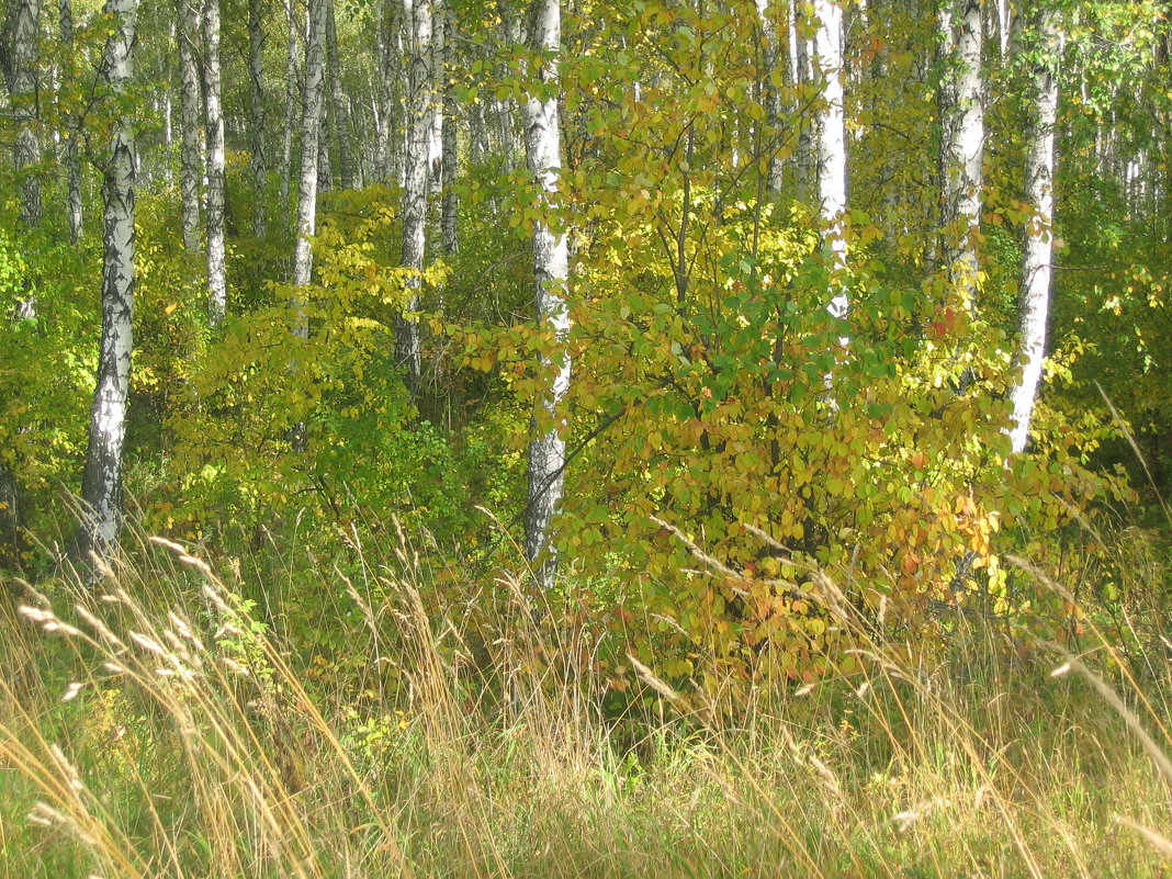 Осенний лес - Надежда 