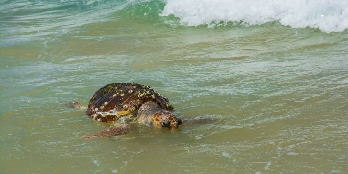 Морская черепаха - Lada Kozlova