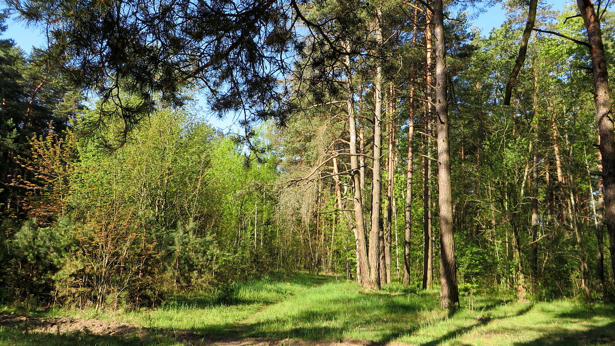 Весенний лес! - Ирина Олехнович