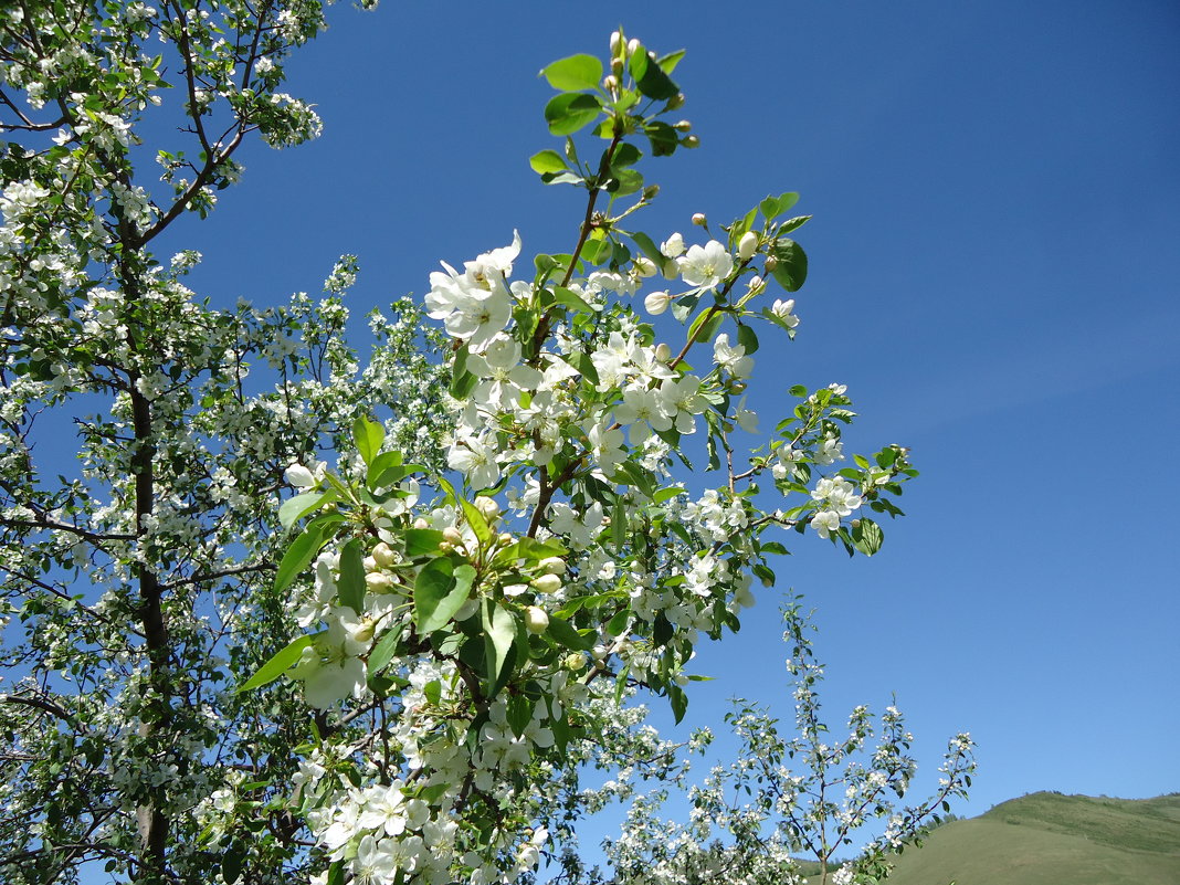 Яблони в цвету - Лариса Рогова