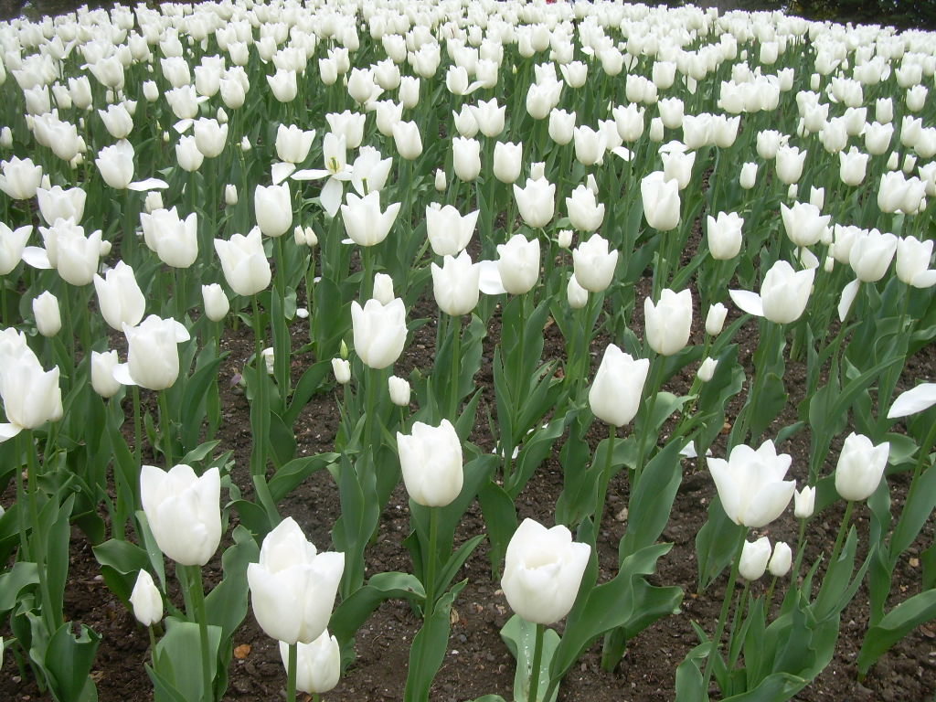 Белые тюльпаны на территории Ливадийского дворца - татьяна 