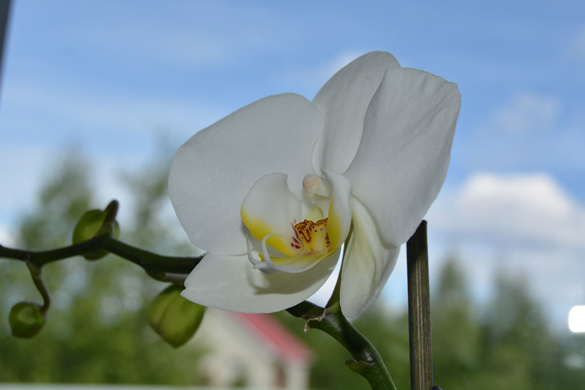 Моя орхидея - Татьяна 