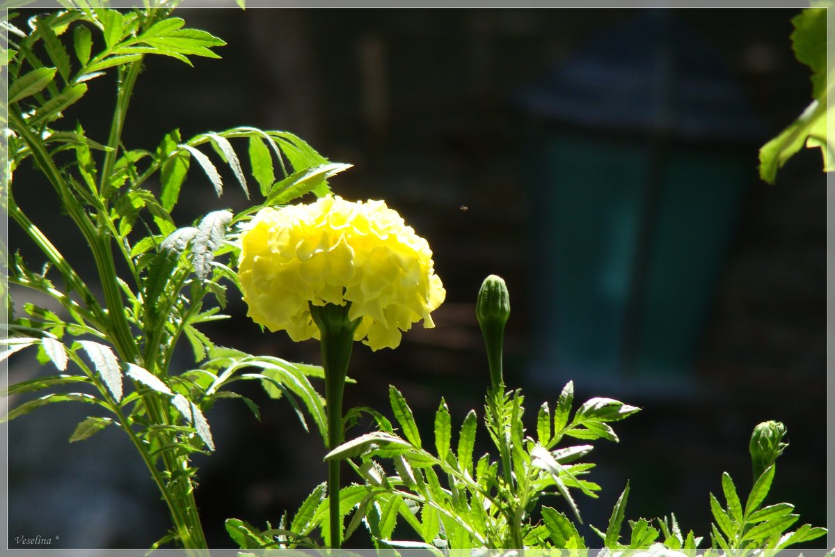 Солнечный цветок - Veselina *