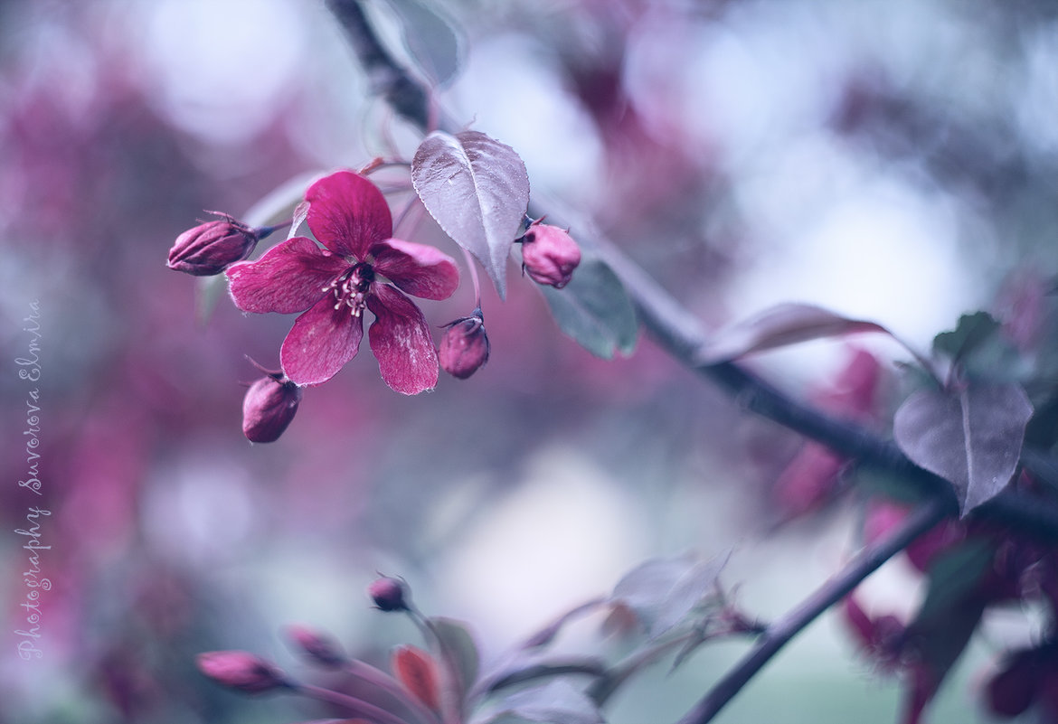 цветение яблонь в Коломенском - Эльмира Суворова