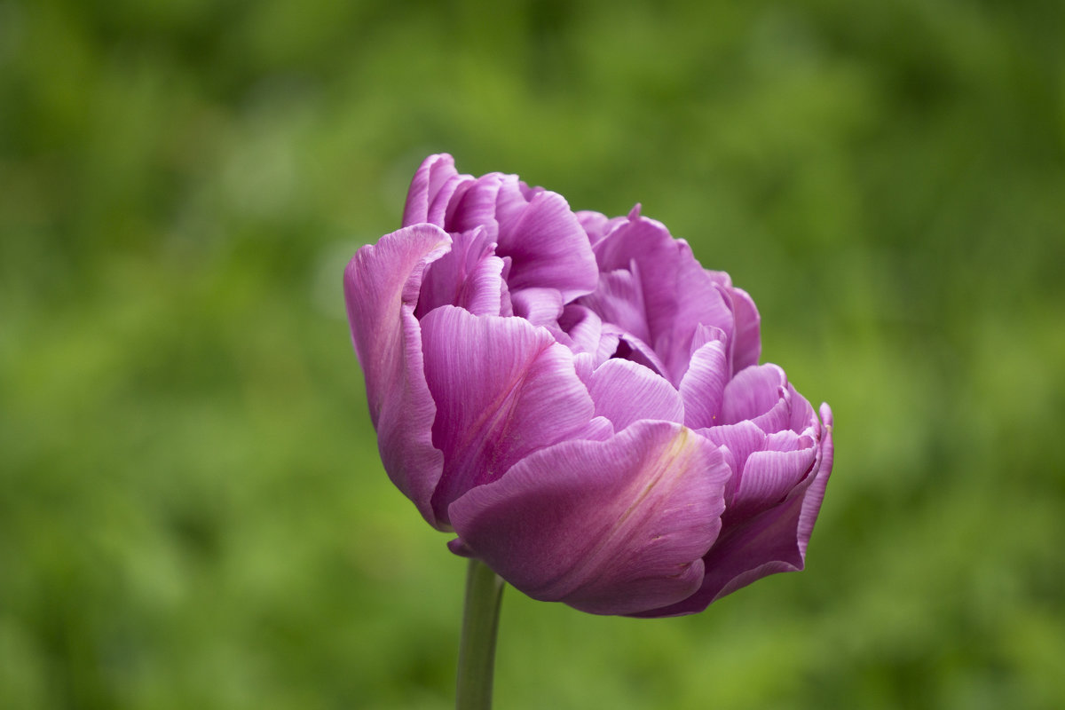 Махровый тюльпан - Aнна Зарубина