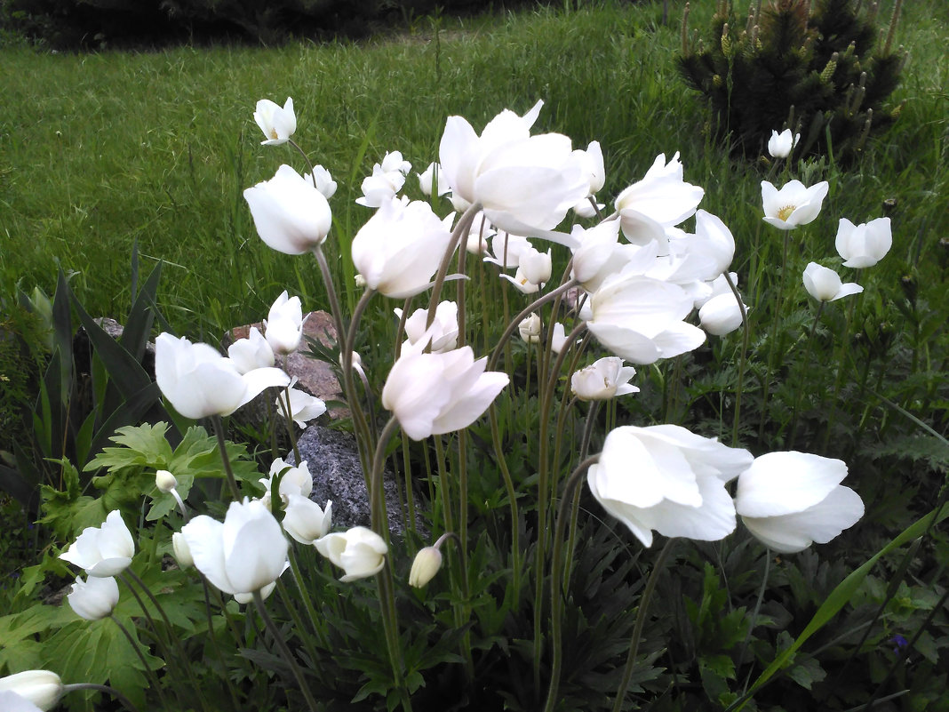 Белые цветы - Анатолий 