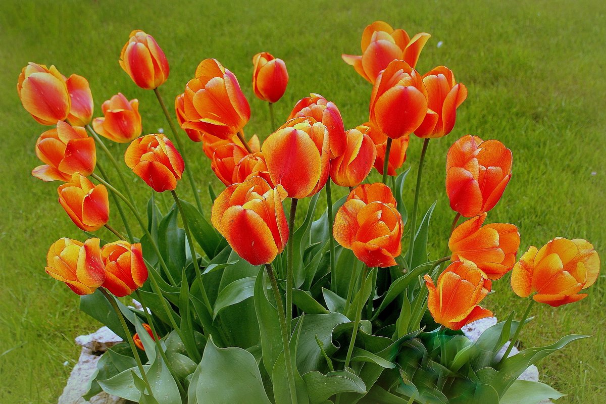 Тюльпаны, цветы весны... - Marina Pavlova