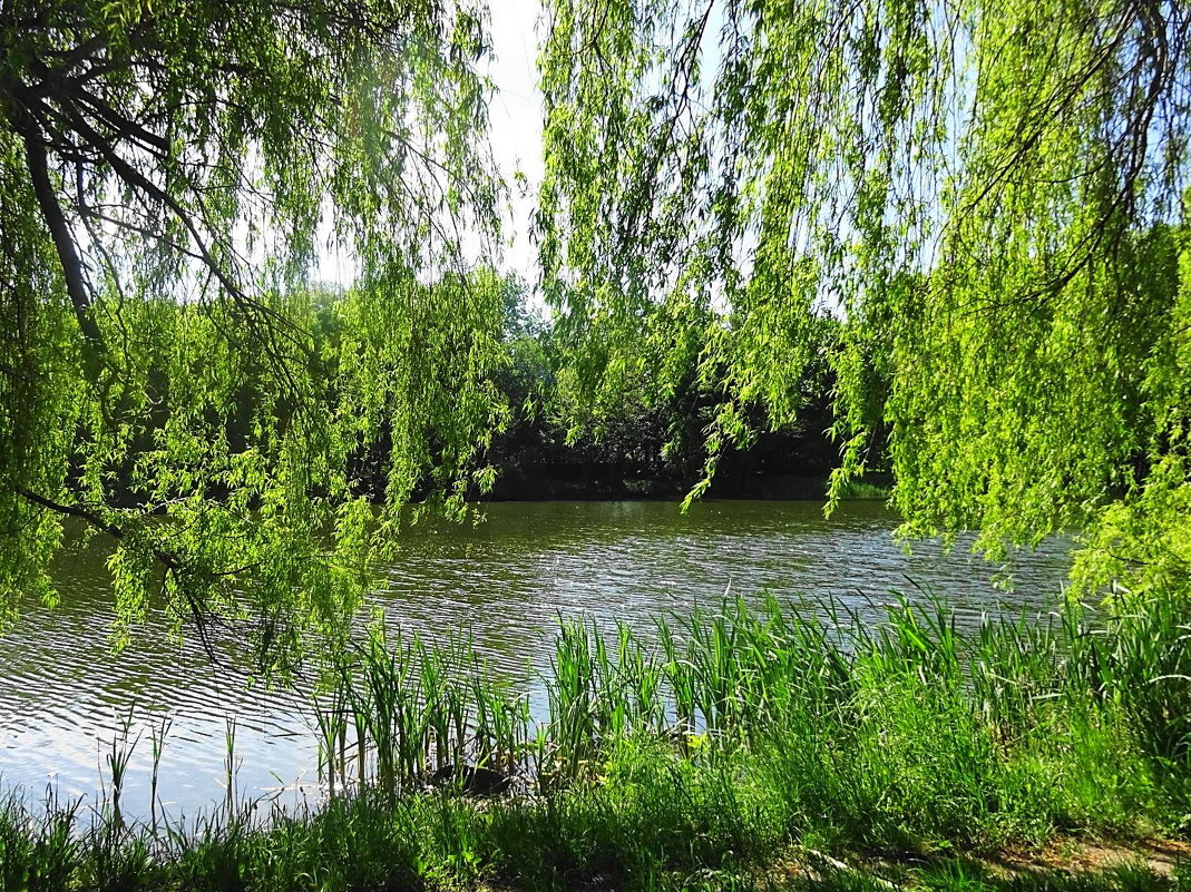 Ива над водой шумит зеленою листвой - Маргарита Батырева