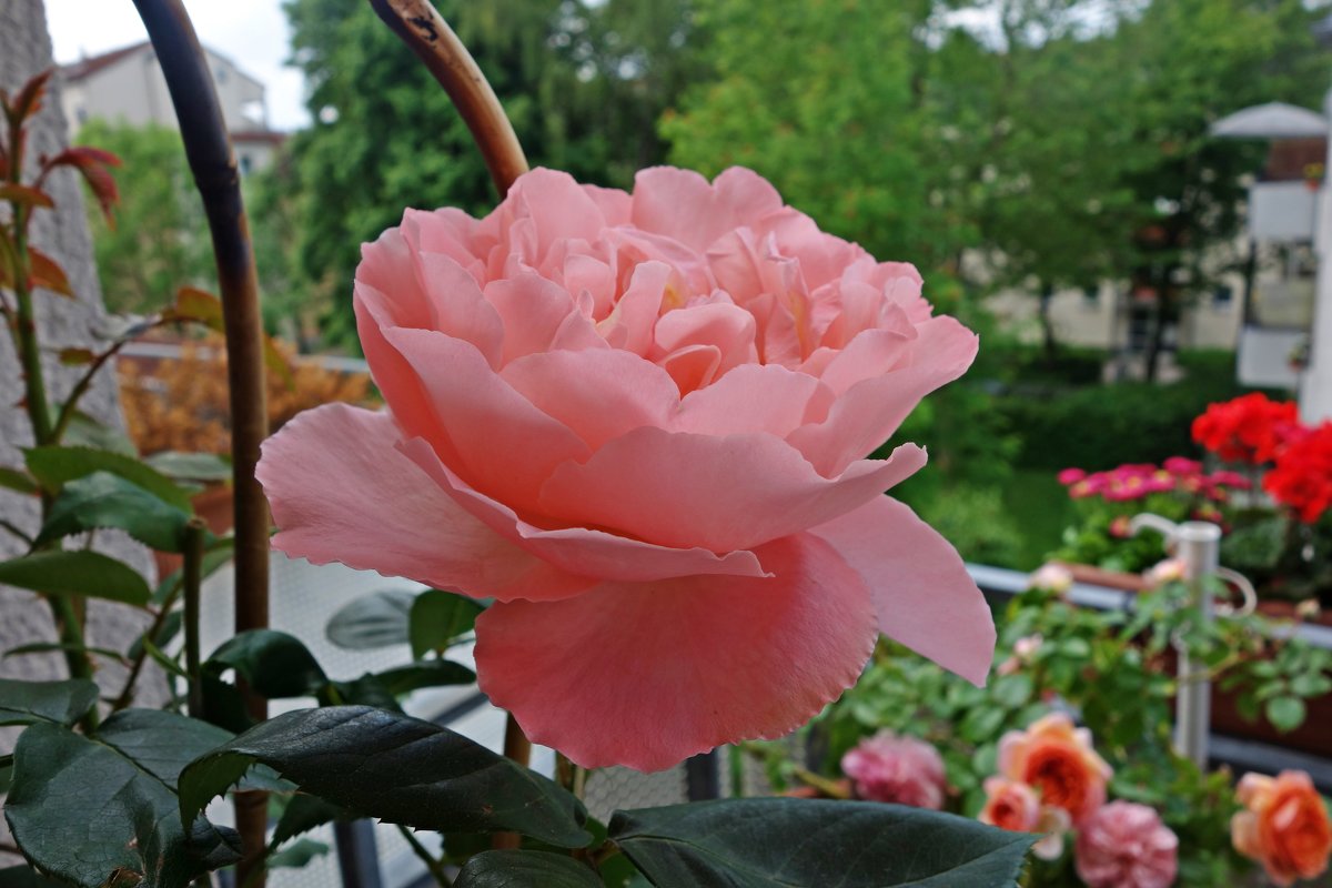 Розовый рай на моем балконе...... - Galina Dzubina