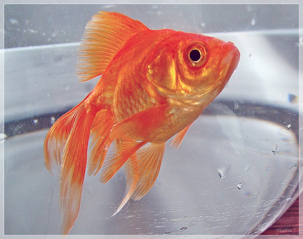 Рыбка золотая - Veselina *