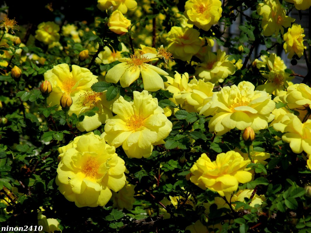 Майские розы в парке Октября - Нина Бутко