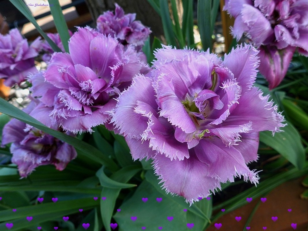 Сиреневые тюльпаны - Nina Yudicheva