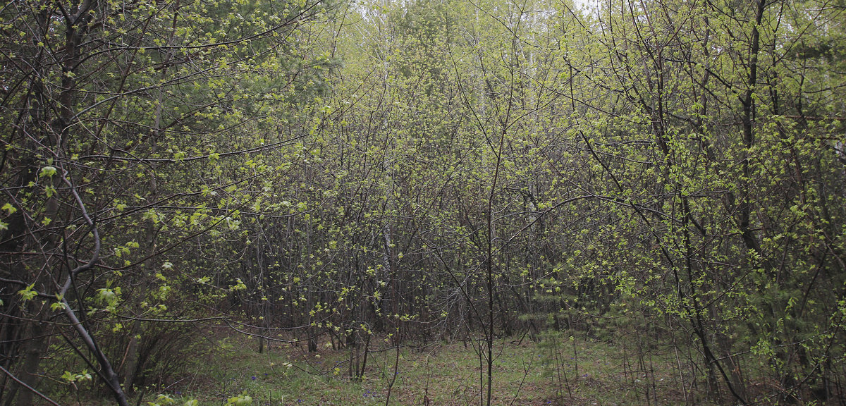Молодая листва или после весеннего дождя - Алексей Хвастунов