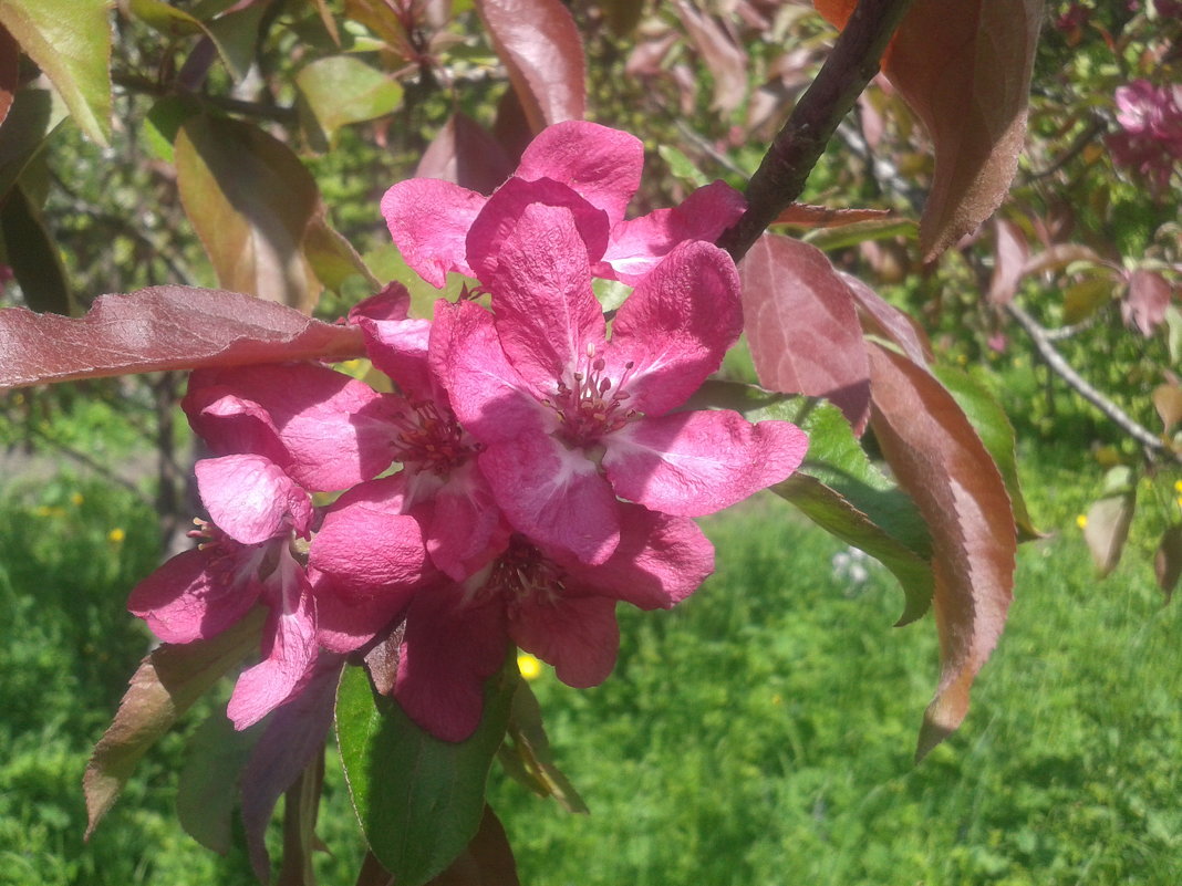 Розовая яблоня - Сапсан 
