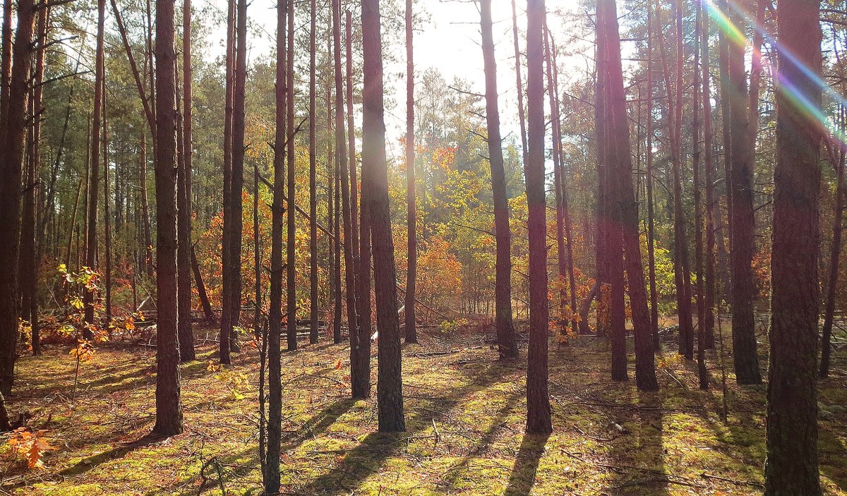 Осенний лес - Виктор _