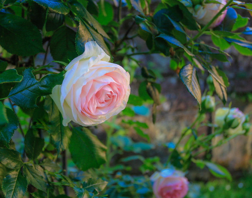 бело-розовая роза символизирует воссоединение двух любящих людей... - Ирина ...............