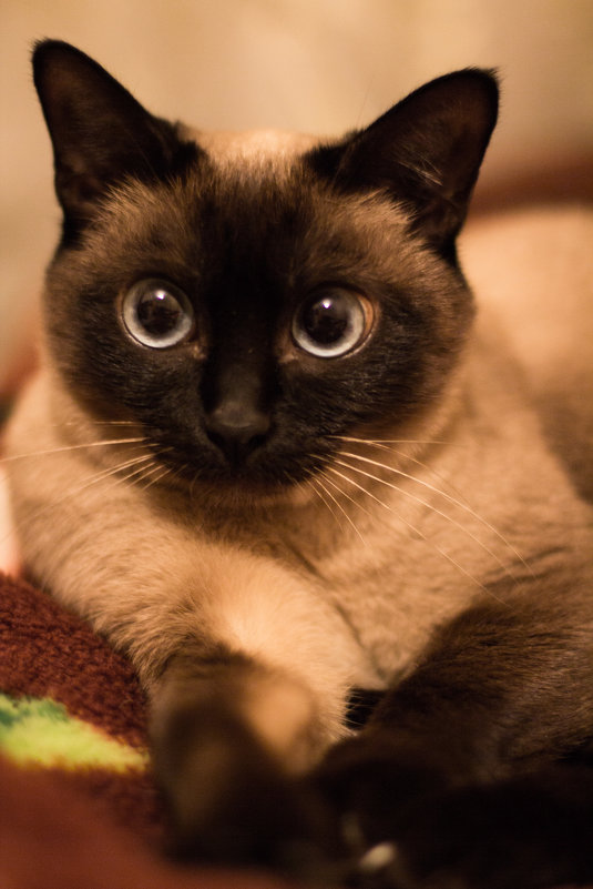 Кошка с большими глазами - Valentina Zaytseva