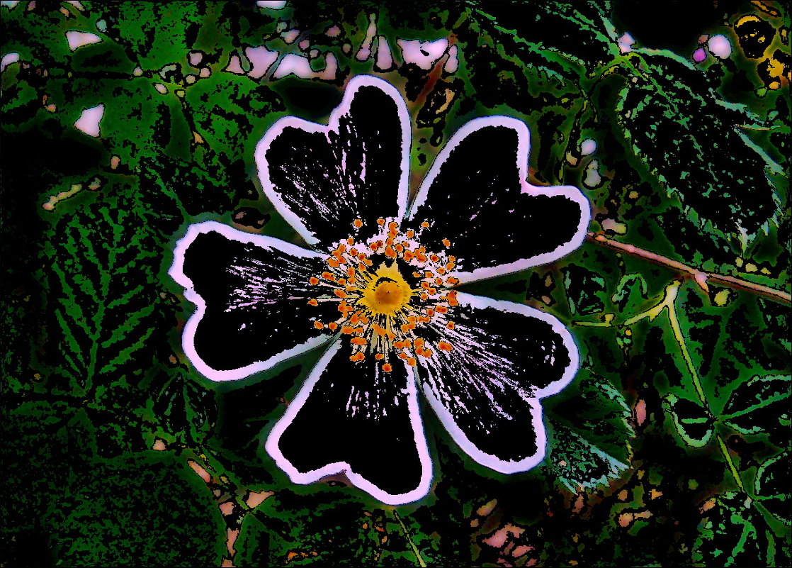 Абрис цветка шиповника - Нина Корешкова
