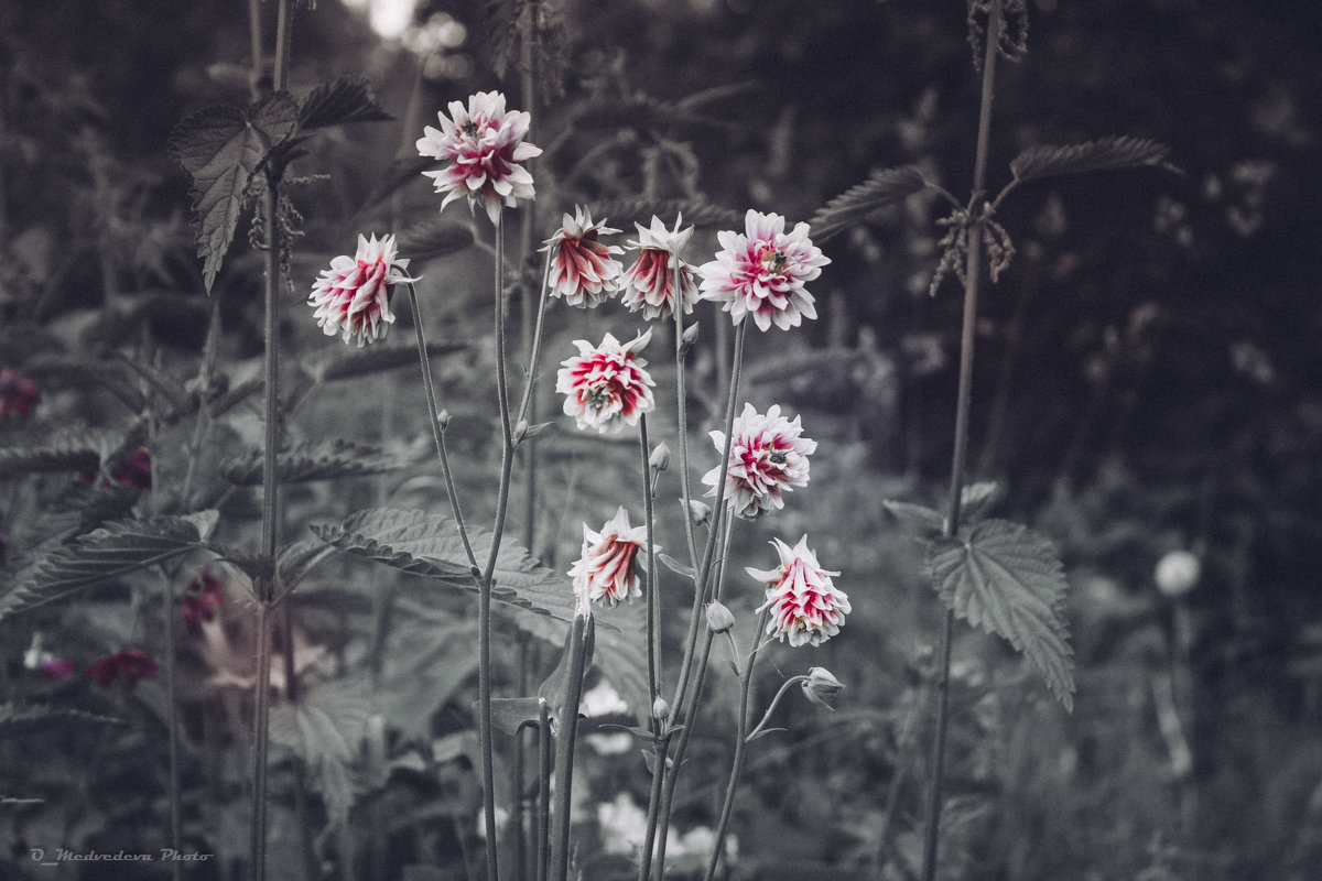 цветы во дворе - Ольга (Кошкотень) Медведева
