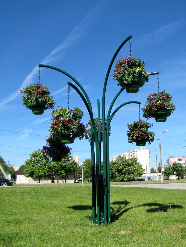 Городские цветы - veera v