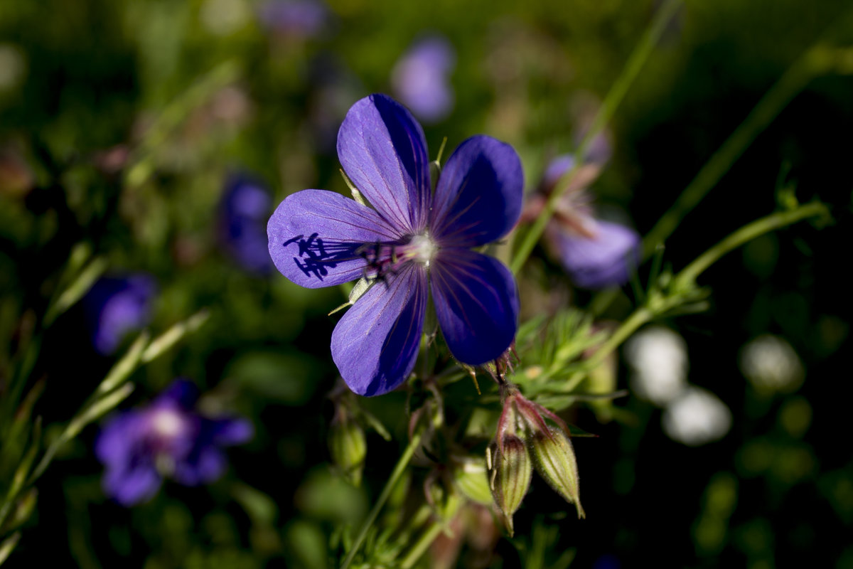 Полевой цветок - Анастасия Грек