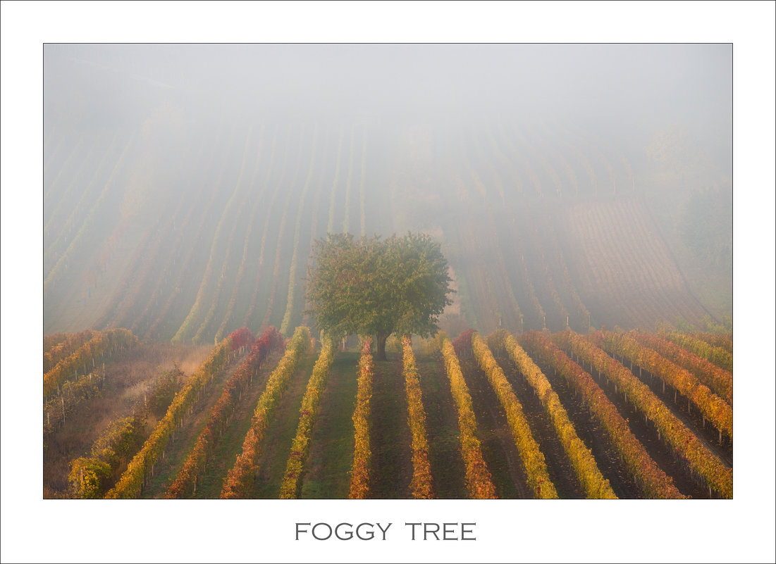 Foggy Tree - Влад Соколовский