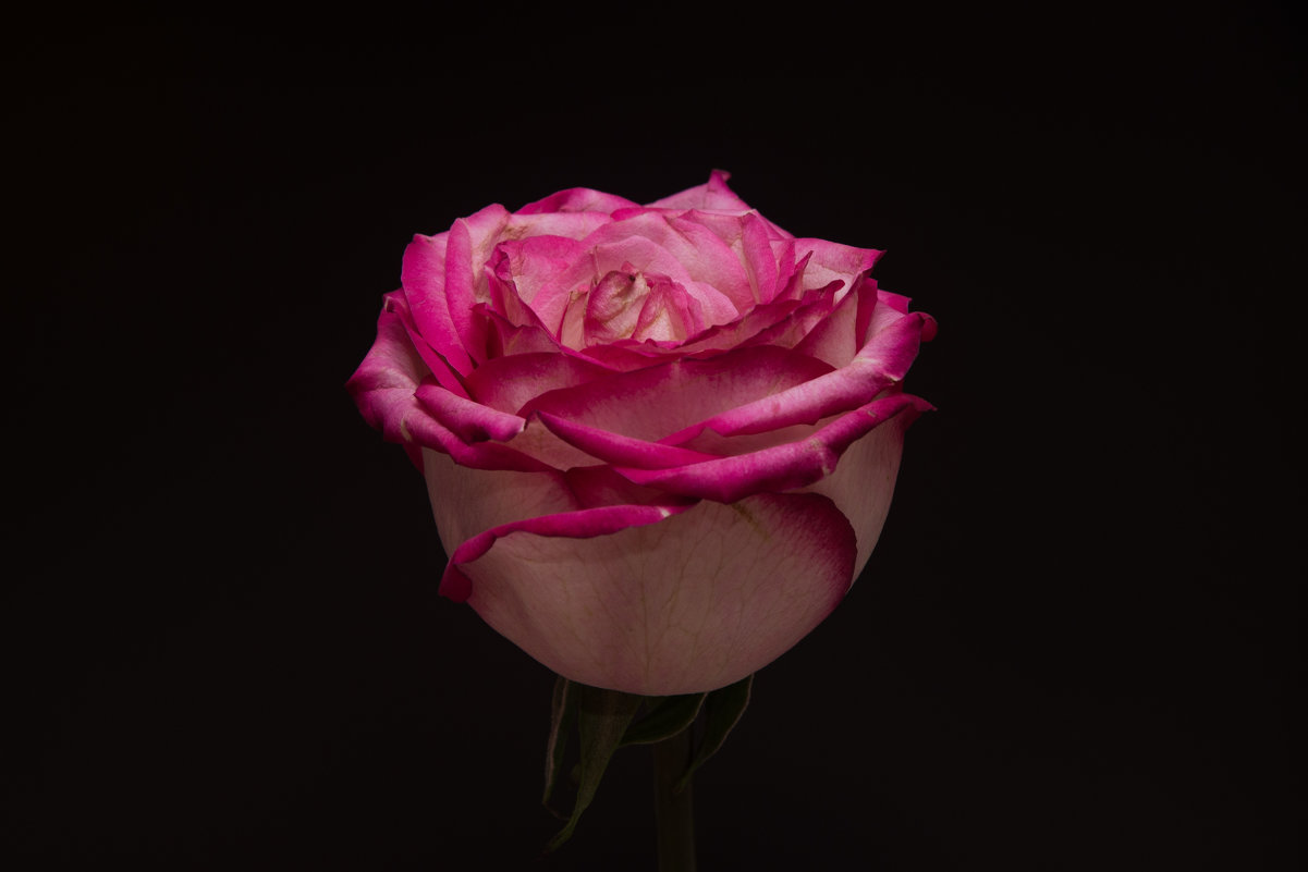 Розовая роза - Savl 