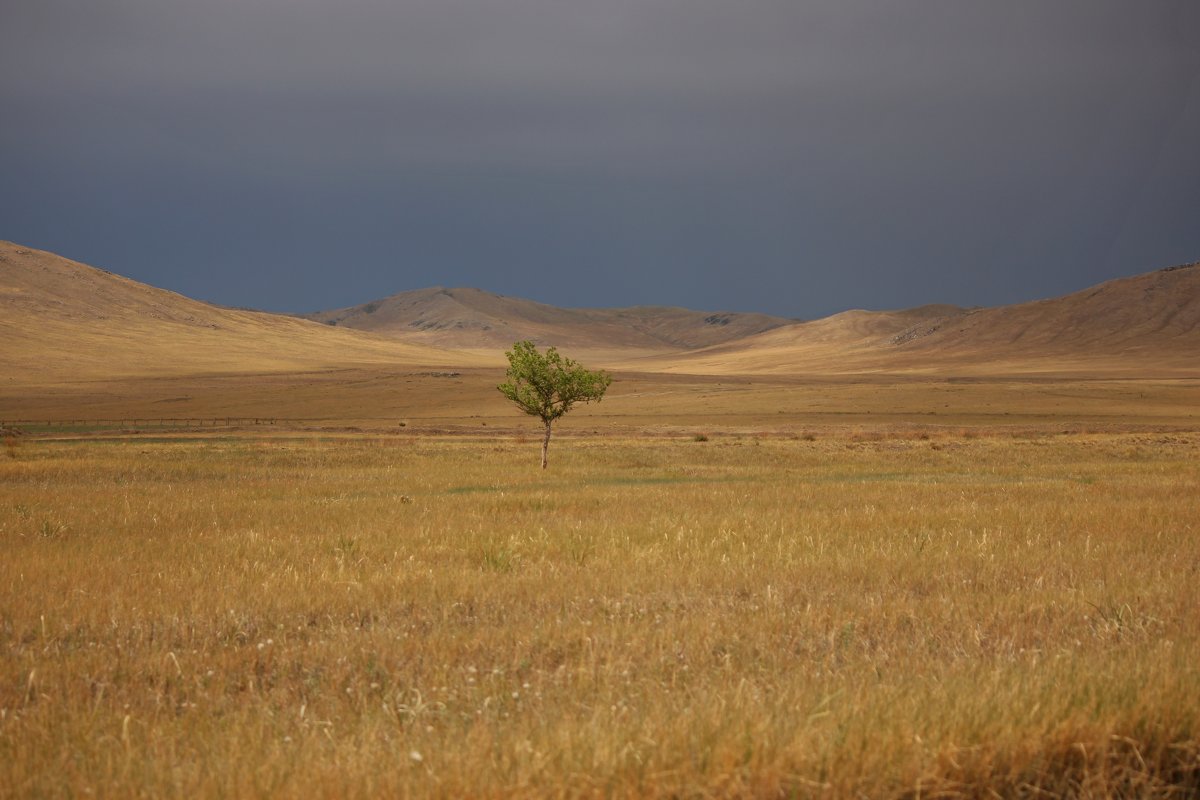 Одинокое дерево в Забайкальской степи. 18.06.2017 г. - Марина Мишутина