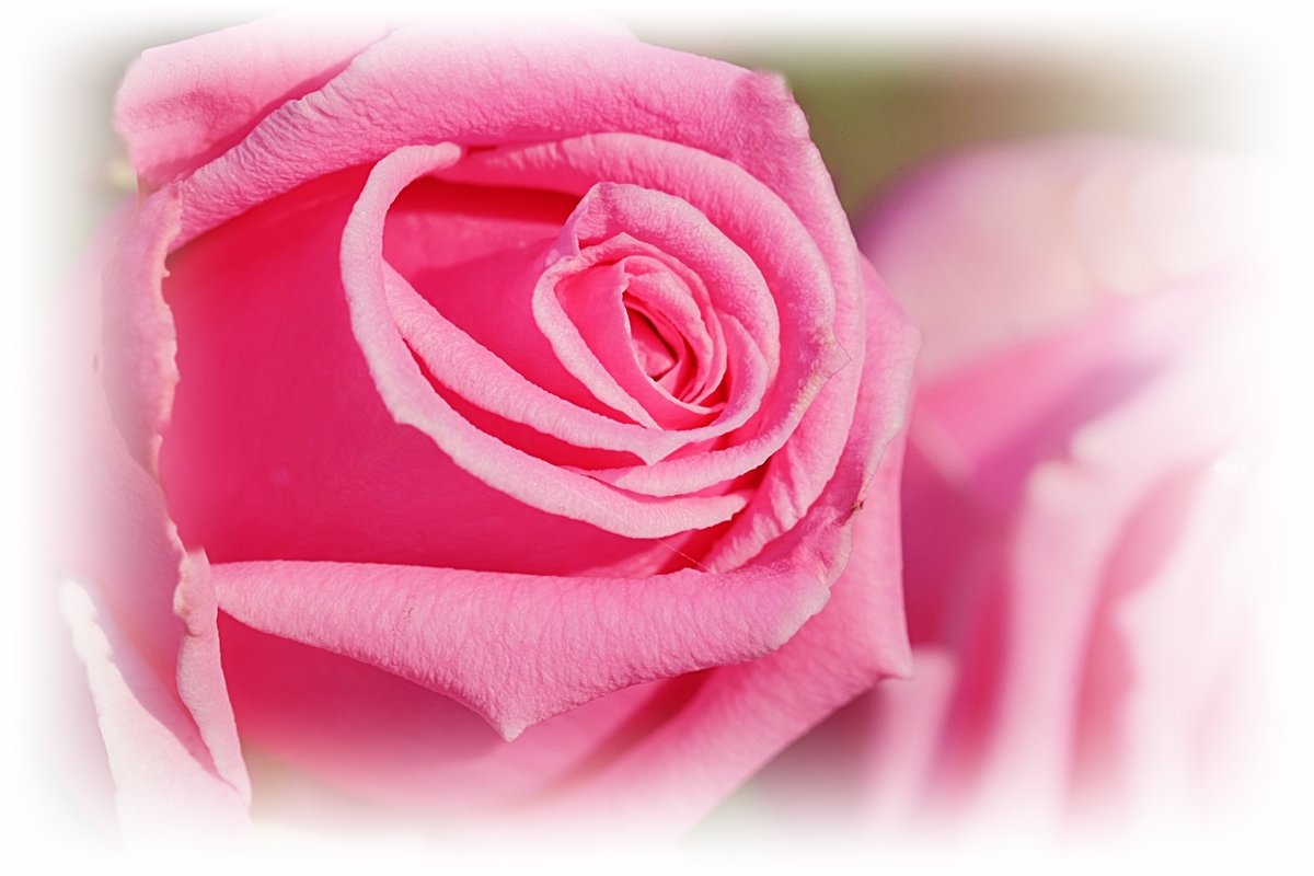 Розовый зефир - wea *